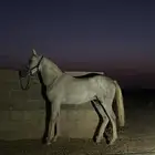 عسف خيل