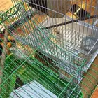 استقبال طيور للتبني