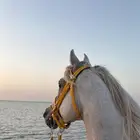 يوجد لدينا ركوب على بحر رقم التواصل