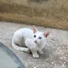 للبيع قط منزلي مميز جد ا