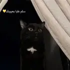 قط ذكر للتزاوج