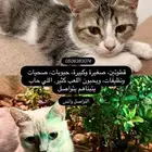 قطط تبني