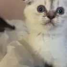 قطط سكوتش فولد للبيع