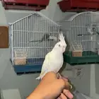 كروان البينو عيون حمر أليف