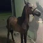 لبيع مهره شعبيه