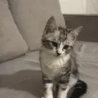اربع قطط للبيع