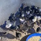 صيصان للبيع مطعمات العمر 3 اسابيع