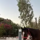 للبيع حصان شعبي