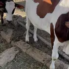 حسلان بلدية