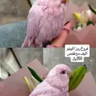 طيور روز وكروان وبادجي وزيبرا