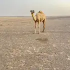للبيع بكره حيسونيه
