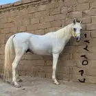 للبيع حصان شعبي