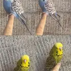 للبيع جوز طيور حب انجليزي الي توقف عليه سومه نصيبه
