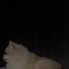 جلب