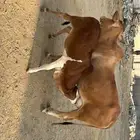 بقر بلدي للبيع