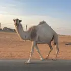 للبيع ناقه وحاشي
