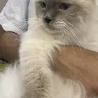 قط للبيع هملايا معقم عمره سنتين