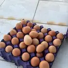 بيض لهمام