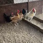 دجاج للبيع