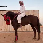 حصان شعبي سبققق
