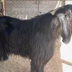 القصيم البدايع