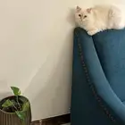 قطه ضايعه بخميس مشيط كبري باحص تاره الي يلاقيها يقولييي