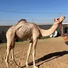 قعود لقي