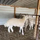 مشروع فحل حري