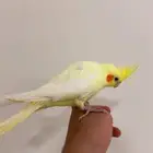 كروان لاتينو اليف