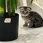 سكوتش فولد ذكر