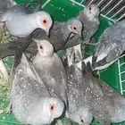 يمام ماسي