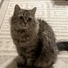 قطة شيرازي للتبني