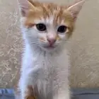 قط برتقالي للتبني