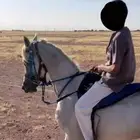 حصان سبوق للبيع