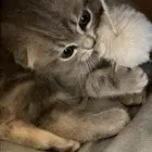 قطوة سكوتش هيمالايا