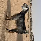 عنز
