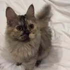 قطوه ضايعه