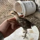 فروخ دجاج عربي فري
