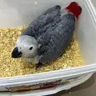 فرخ كاسكو مستوا طيب