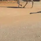 عشرا تحته بكره عل ولد مضيم سليمه من جميع العذريب سعره مناسب