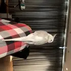 طيور كوكتيل