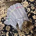 صحتها ممتازه 8 شهور انثى .. نوعها شيرازي بلدي.. لعوبه