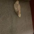 طير روز للبيع