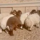 للبيع 8 وخال نعيم