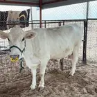 بقره المانيه تحتها عجله