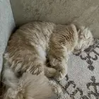 تزاوج قطط
