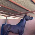 حصان واهو للبيع