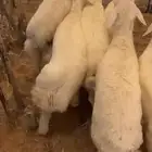 خرفان حري