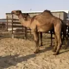 بكره شعلا لقيه