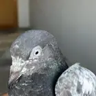 تم البيع